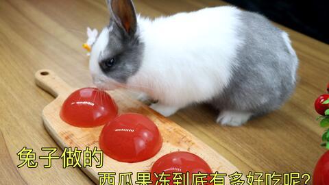 兔子吃瓜的图片大全,兔子吃瓜图片大全，萌态可掬萌翻网友
