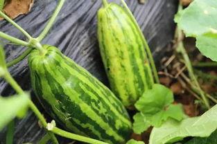 吃瓜群众有哪些瓜,吃瓜群众热议的十大瓜料