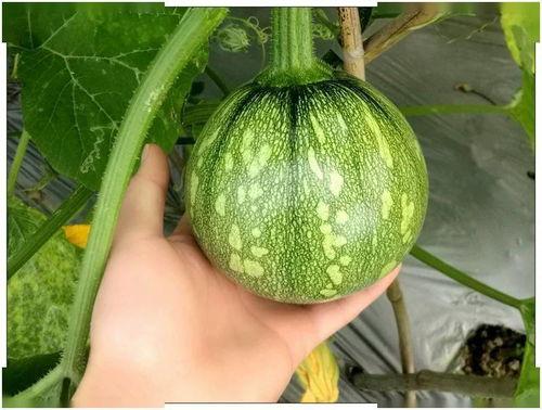 只吃保熟瓜,探寻只吃保熟瓜的饮食哲学