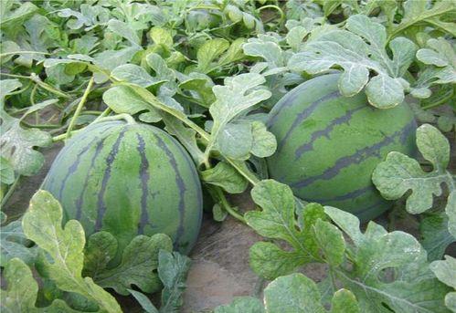 梦见杀瓜吃瓜,杀瓜与吃瓜的神秘启示