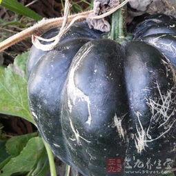 睡觉之前吃方瓜,助眠养生新选择