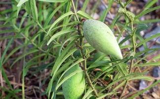 小瓢瓜怎么吃,解锁美味新体验