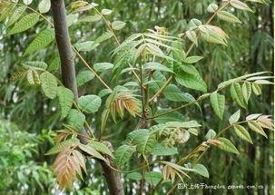 小时候找野瓜吃的,寻味野瓜的欢乐时光