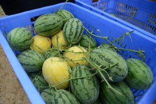 业余的吃瓜生活,业余吃瓜者的欢乐生活点滴